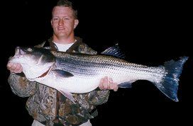 night striper fishing with breckenridge guide service norfork lake