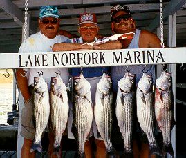limit of stripers norfork lake arkansas