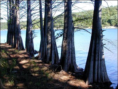 cypress trees on Pigeon Creek, Lake Norfork