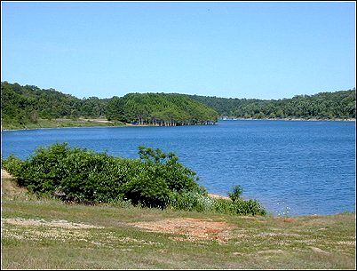 Lake Norfork cypress trees in center view